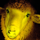 Illustration for article titled Scientists have engineered the world's first glow-in-the dark sheep